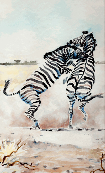 Bild Zwei kämpfende Zebras von Uli Aschenborn